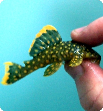 L018 Gold Nugget Pleco - 2 inch L018 Gold Nugget Pleco - 2 inch